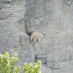 절벽에 사는 이유가 모양?