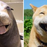 바다개 vs 육<b>지개</b>