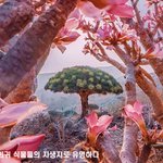 소코트라 섬의 특별한 <b>대자연</b>