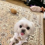 [강아지] 우리집 귀염<b>둥이들</b> 자랑하기 (미용 전후 극과극 체험)