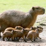 [NCT즌] <b>대왕</b> 마크를 따라가는