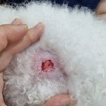[댓글부탁해] 반려견 물림 사고에서 연락처를 허위로 찍어주고 간...