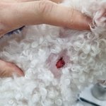 [댓글부탁해] 반려견 물림 사고에서 연락처를 허위로 찍어주고 간...