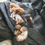 <b>마당</b>고양이 새끼낳았어