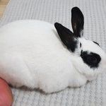[레즈] 난 확실히 큐티한 애들이 넘좋다ㅠ