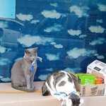 [고양이] [콩이 흰둥이 <b>똘똘이</b>]외출냥이