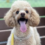 [강아지<b>푸들</b>] 우리집 꼬미 너무 해맑아:)