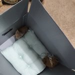 [꼭조언부탁] 추가) 버려진 아기고양이 4마리 어떡하죠?