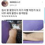 [진격의거인] 이거 고로리 아니냐ㅋㅋㅠ