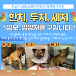 급) 유기견 3남매 3주 <b>임보처</b>를 구해요!!