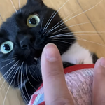 <b>모닝</b> 고양이