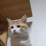 야 이 고양이 좀 <b>보</b><b>셈</b>