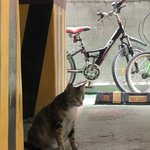 [꼭조언부탁] 임신한 길고양이 조언부탁드려요ㅠ