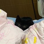 [댓글부탁해] 임보하던 아깽이 <b>입양</b> 보냈는데