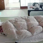 <b>기여</b>운 배켜니