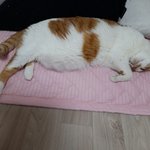 나의 동거묘 <b>도칠</b>이 2021년 여름일상들.