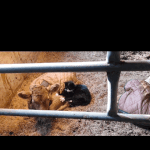 [고양이] 송아지랑 놀던 고양이 기억하시나요?