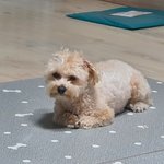 키우는 강아지 너무 좋아요 3