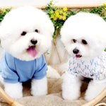 [골든차일드] 봉재봉지<b>봉구</b>