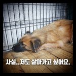 새끼 잃은 실픔에 삶의 의지를 잃은 아이를 살려주세요!!