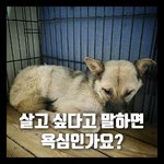 안락사 위기의 임신으로 추정되는 아이를 살려주세요!!