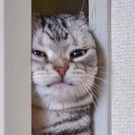 [이태용] 기여워 <b>요미</b> 뭐행