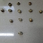 [트레저] 메추리알로 보석 <b>만듬</b>