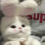 내 <b>턱선</b> ㅇㄸ