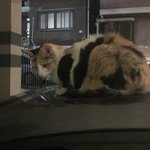 길고양이 봄 ㅠㅜㅜ