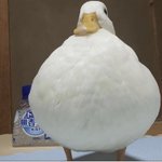 <b>오리</b> ㅈㄴ귀여움