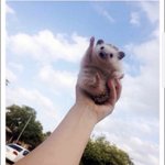 <b>따봉</b>도치야 고마워