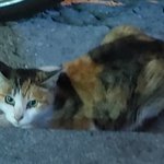 오늘 <b>야자</b> 끝나고 본 길냥이