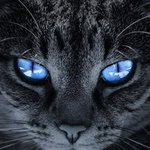 <b>보석</b>으로 만들어진 고양이 눈