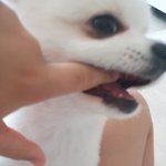 [꼭조언부탁] 키우는 강아지가