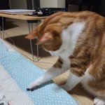 [고양이] <b>라떼</b> 아나 왔어요 : )