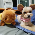 <b>이</b>브이닮은 <b>강아지</b> 봤어?