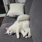 유기묘 출신 터앙<b>믹스</b> 꽃부니!