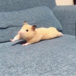 [댓글부탁해] 얘들아 <b>번장</b>이나 당근에서