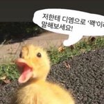 [ㅈㄱㄴ] <b>슬림핏</b> 반팔 ㅊㅊ좀