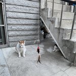 [드루와] 나 <b>이동네</b>에서 고양이 첨봤는데