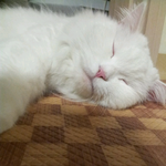 [아이콘] 다들 즐잠+<b>꿀잠</b>+단잠!!