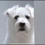 [강아지] 유투<b>버</b> 오늘내일이 키우는 강아지