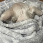 우리집 강아지 <b>담요</b>에 파묻힘