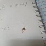 이거 무슨 <b>벌레</b>야?