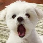 [댓글부탁해] 보통 <b>고딩이</b> 술 마시는