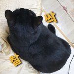 [고양이] 으르신 <b>생존</b>신고~