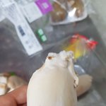 하얗게 곰팡이 올라온 새송이 <b>버섯</b> 먹어도 되나요?