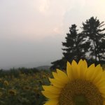 [댓글부탁해] 얘두라 나 눈썹 정리 어케 해야대