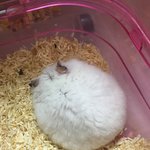 [NCT즌] 우리 <b>햄</b><b>찌</b>님