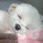 [드루와] 큰언니 27살인데 아직도 <b>민</b><b>증</b>검사함